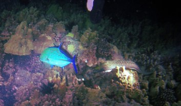 DCIM100GOPROG0071662.